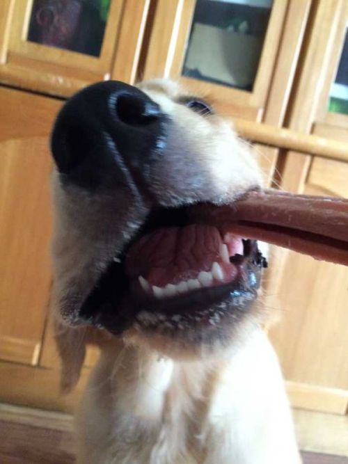 金毛犬多大才能安静