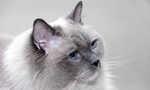 猫产后注意事项及饮水量