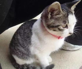 猫除蚤项圈中毒症状