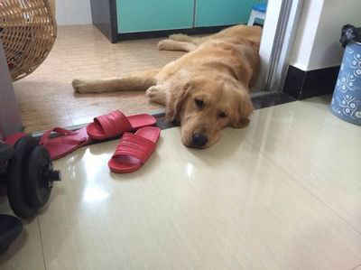 狗最简单的土方法流产