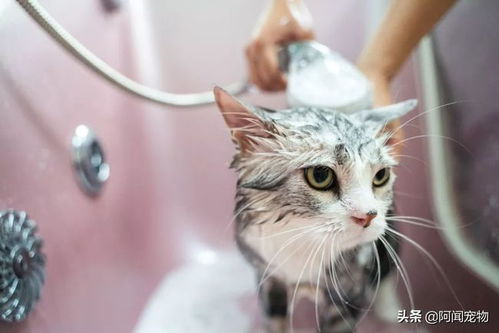 自己在家怎么给猫咪洗澡