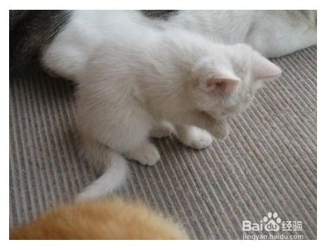 小猫断奶后多久打针
