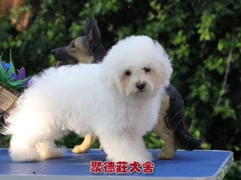 2020深圳买宠物狗去哪里买好