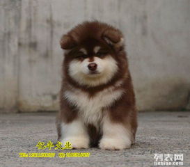 阿拉斯加幼犬老是叫