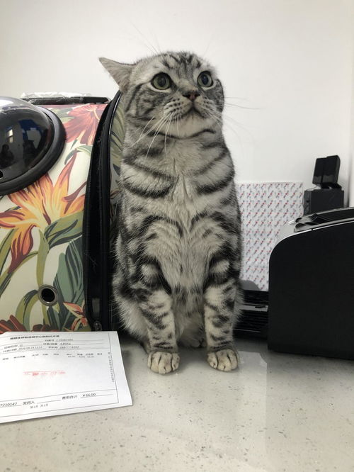 猫拉屎拉在猫砂盆外面正常吗