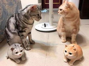 猫咪与主人对视