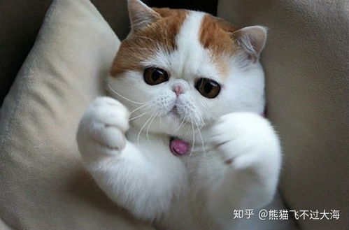 猫发几次情就不发了