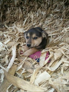 犬瘟治疗多久可以测好没好