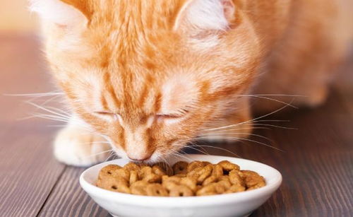 肠胃脆弱的猫能吃猫零食吗