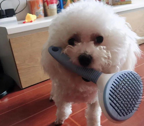 贵宾犬多长时间洗澡