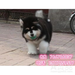 阿拉斯加犬是什么国家