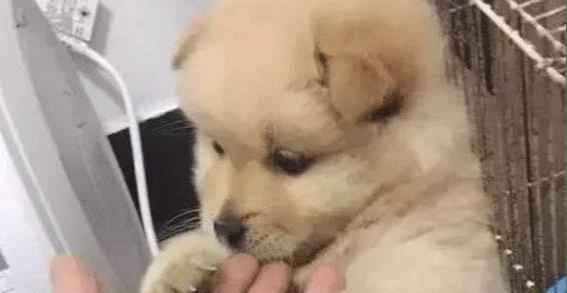 小奶狗一夜不吃奶行吗