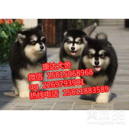 河北保定哪里有卖阿拉斯加犬