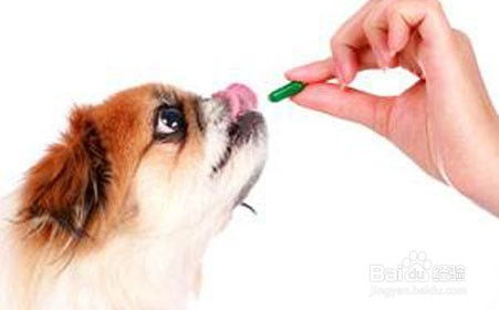 狗狗喂完打虫药拉稀