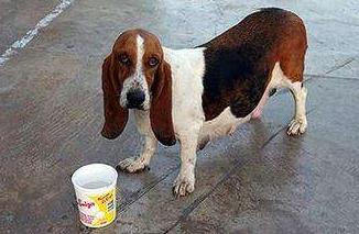 狗怀孕多久食量变大