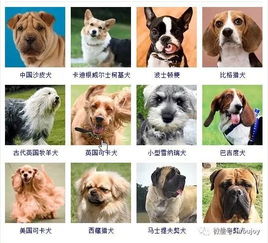 狗的的品种大全
