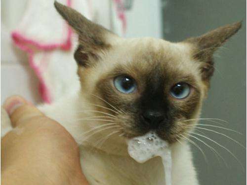 新买的小猫吐白沫