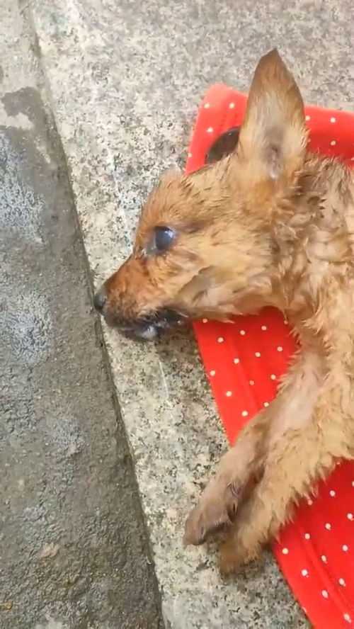 狗狗一直吐白沫子