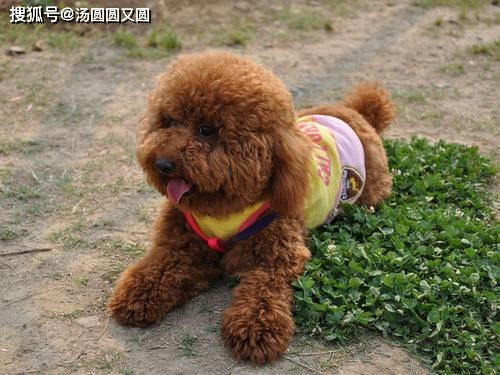 泰迪吃了狗粮多久拉屎