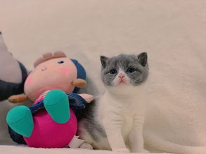 猫交配后多久能检测出怀孕