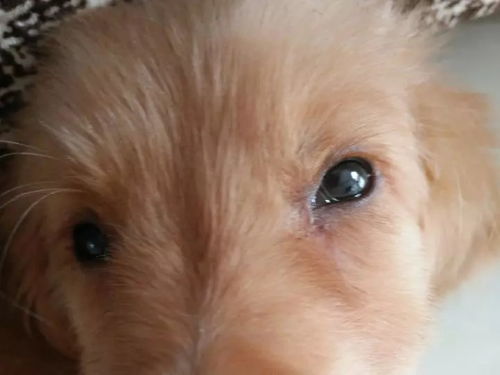 金毛幼犬眼睛有眼屎怎么回事