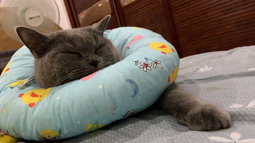 猫绝育前多久可以吃东西