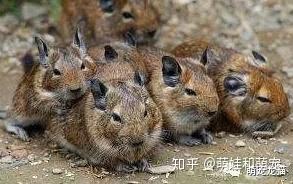 龙猫可以活到几岁