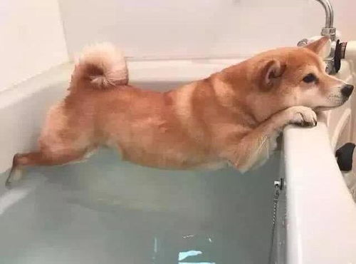 狗来事多久可以洗澡