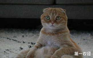 猫春天掉毛持续多久