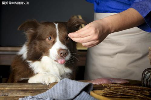 母犬产后消炎用什么药