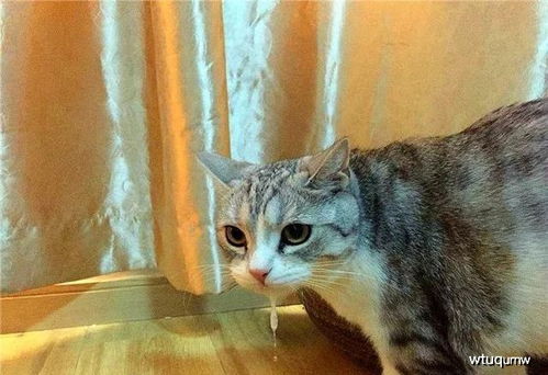 给猫咪换了猫粮吐怎么回事
