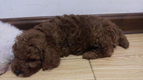 泰迪犬怀孕多长时间生