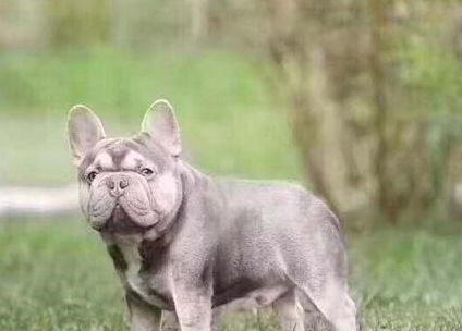 斗牛犬颜色哪种好看