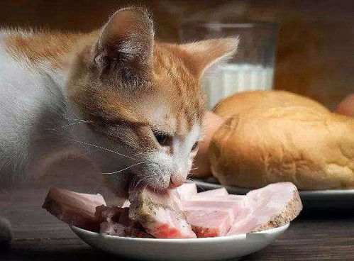 生产后的猫咪吃什么