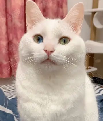 红眼睛的白猫