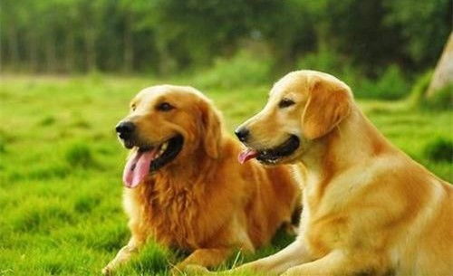 金毛犬发情期多久
