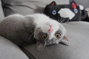 怎样让猫咪吃肉
