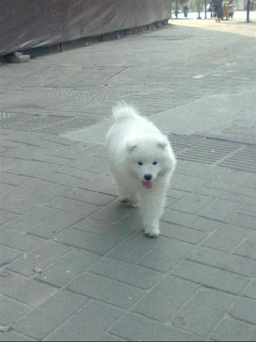 狗拉稀不能喂水和吃的么