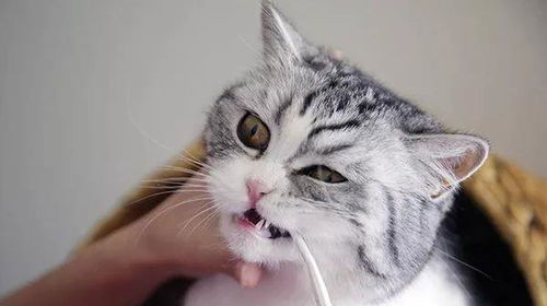 小猫多少天出牙