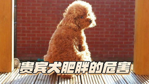 贵宾犬肥胖
