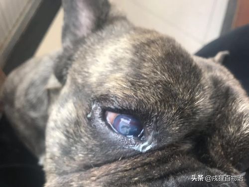 狗狗结膜炎恢复过程