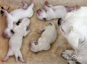 狗狗生产后不怎么吃东西