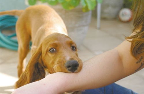 狗如果有狂犬病多久会犯病