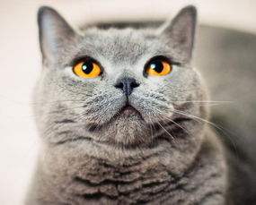 怎么教猫拜