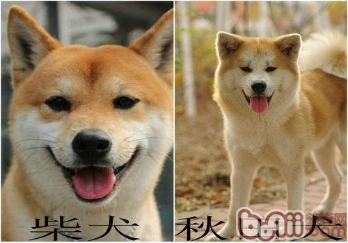 秋田犬鉴别