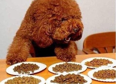 泰迪犬不能吃什么食物