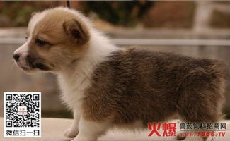 狗狗翻肠子多长时间