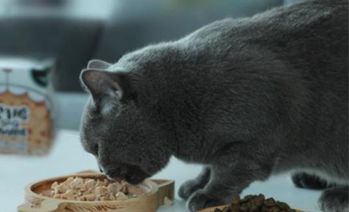 小猫多久吃猫粮不用泡