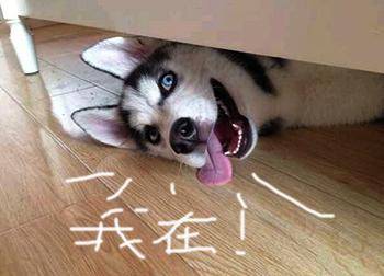 博美打预防针多久打一次