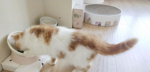 夏天猫咪没食欲怎么回事